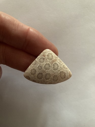 Fossil coral cabachon - fossil,