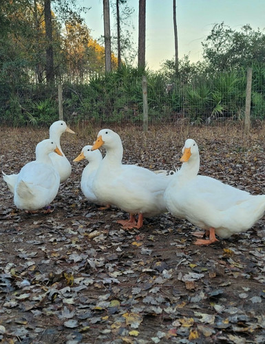 Pre order purebred pekin - 6,