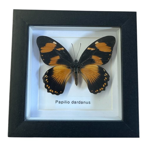 Framed papilio dardanus - framed,