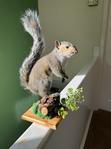 Taxidermy grey squirrel - taxidermy, (￼