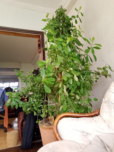 Rudraksha plant cuttings - ,
