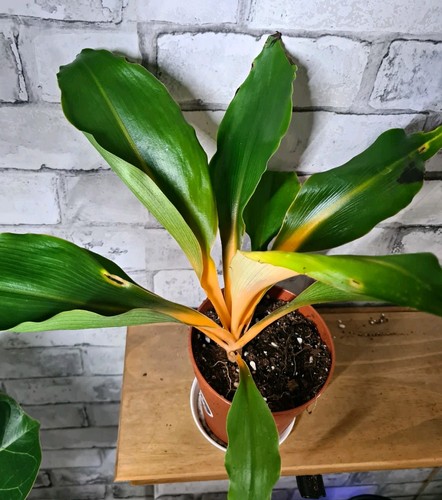 Fire flash aka chlorophytum - fire,
