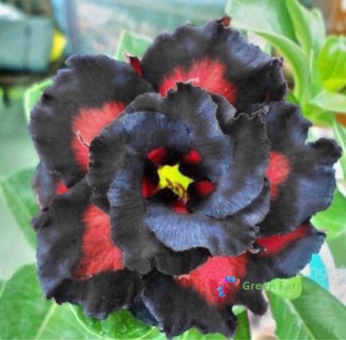 Seeds black double adenium - 2,