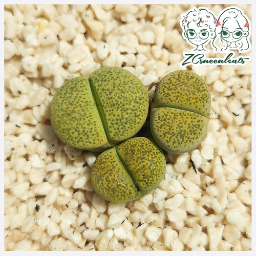 Lithops.-terricolor-Green-ex-C