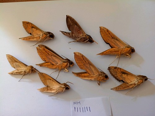 Sphingidae no data - 8,