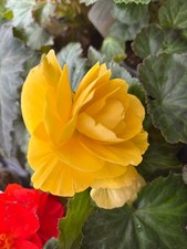 Ten Yellow Trailing Begonia (Corms to Plant Yourself) Free UK Postage