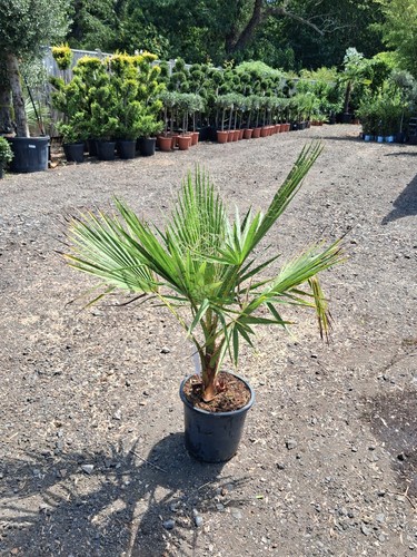 Washingtonia fan palm - palm, uk
