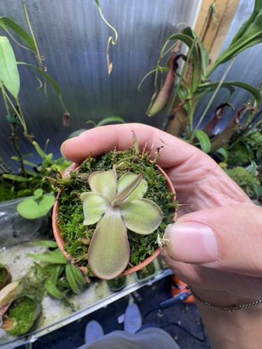 Pinguicula laueana - pinguicula,