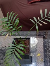 Areca Palm Large Indoor Plant