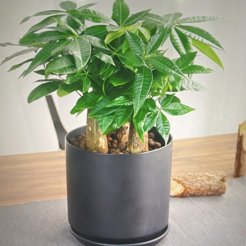Pachira aquatica money - aquatica, tree