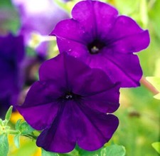 200+ Seeds FRAGRANT Deep Blue