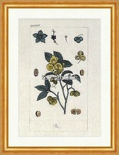 Tea tea plant Camellia