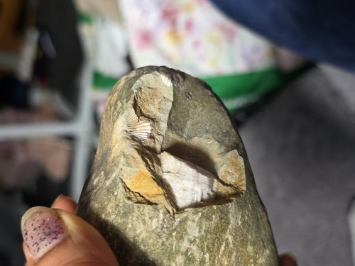 Natural unpolished shell - natural,