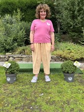 Pair Large Real topiary balls Holly Ilex Crenata Evergreen like Buxus Box