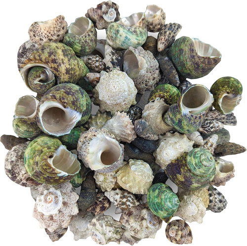 Reef hermit crab shell - reef,