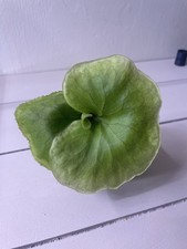 Platycerium Ridleyi –