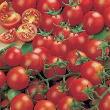 100 x TOMATO 'CHERRY GARDENERS