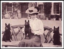 SCHIPPERKE EDWARDIAN LADY AND