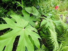 Tetrapanax papyrifer rex 1.3L