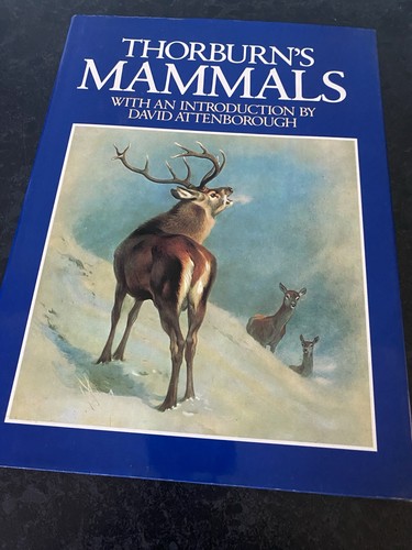 Thorburn mammals archibald - thorburn's,