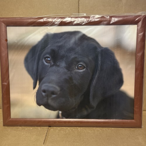 Creative tops black labrador - creative,
