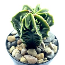 Astrophytum myriostigma New
