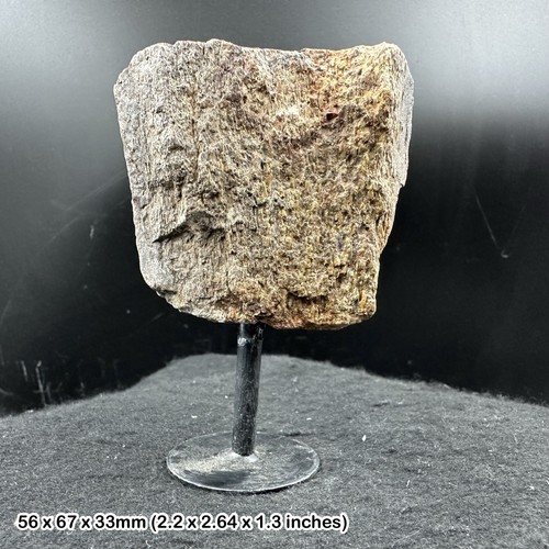 Triceratops limb bone fossil - limb,