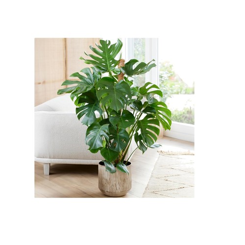 Swiss cheese plant monstera - plant,