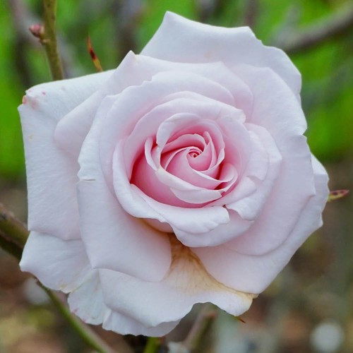 Rose lovingly remembered - rose, 'lovingly