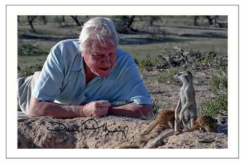 Sir david attenborough - sir,