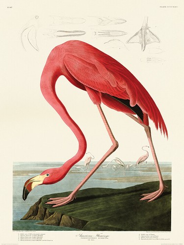 John james audubon american - john,