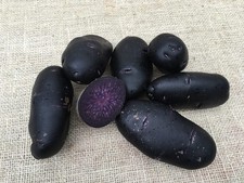 PURPLE RAIN Seed Potatoes -