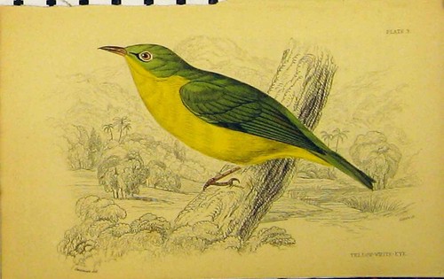 Original old antique print - original,