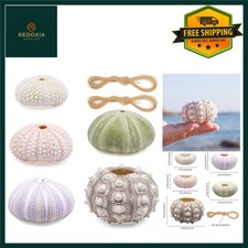 Artistic Sea Urchin Shell Air