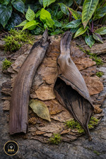 Borassus flabellifer