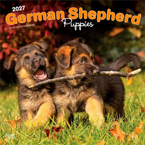 German shepherd puppies 2027 - german,