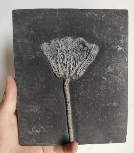 Authentic crinoid - authentic, lily)