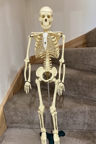 Vintage human skeleton - human, anatomy