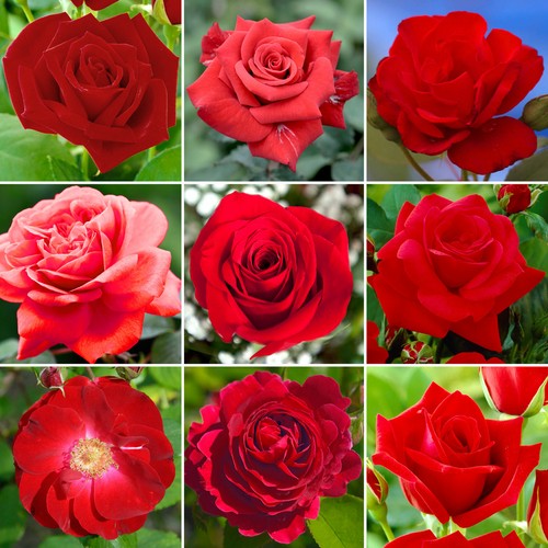 Romantic red potted rose - rose, |