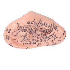 6.7in Ear Acupuncture Model