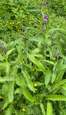 50 Organic Bocking 14 Comfrey