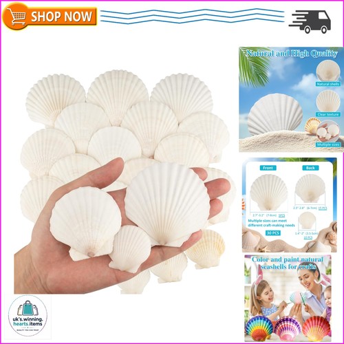 30pcs sea shells size - shells,, 3