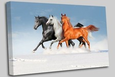 free three arabian horses in