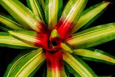 BROMELIAD NEOREGELIA "TRICOLOR" GROWN IN CORNWALL UK