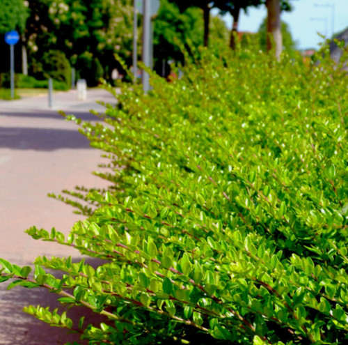 Lonicera nitida hedging - 50, x