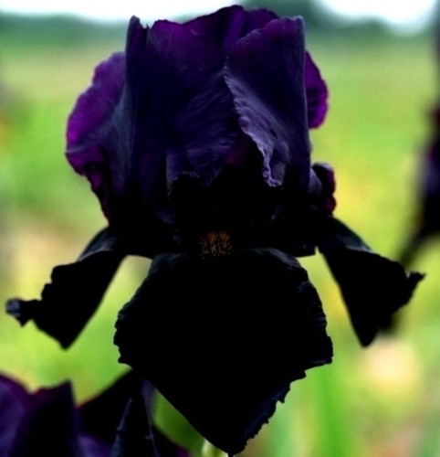 Tall bearded iris black - bearded,