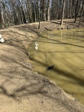 12 Pekin Duck hatching eggs