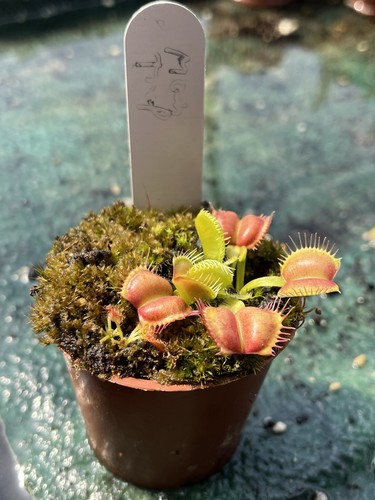 Venus flytrap dionaea - flytrap,