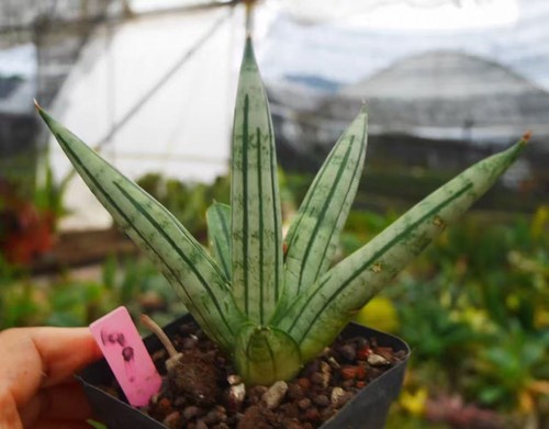 Rare sansevieria suffruticosa - sansevieria,