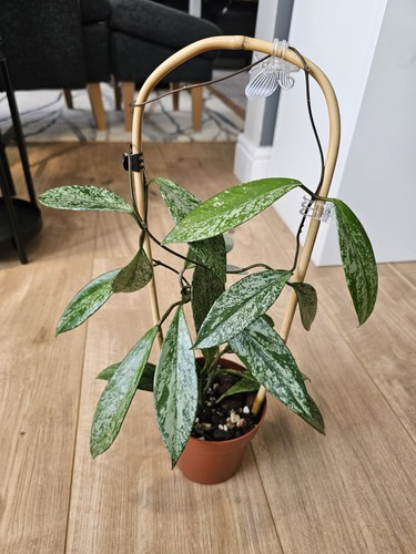 Hoya pubicalyx silver - silver, spot